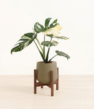 Load image into Gallery viewer, Olive stand:walnut
