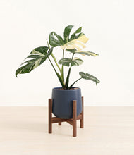 Load image into Gallery viewer, Deep Navy stand:walnut
