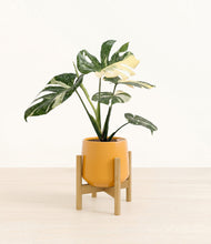 Load image into Gallery viewer, Mustard stand:bamboo
