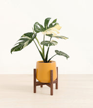 Load image into Gallery viewer, Mustard stand:walnut
