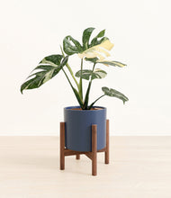 Load image into Gallery viewer, Deep Navy stand:walnut
