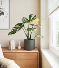 Load image into Gallery viewer, Dark Olive
