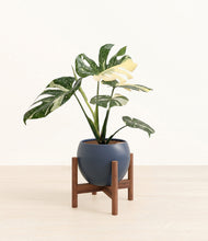 Load image into Gallery viewer, Deep Navy stand:walnut
