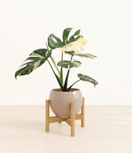 Load image into Gallery viewer, Desert Brown stand:bamboo
