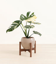 Load image into Gallery viewer, Desert Brown stand:walnut
