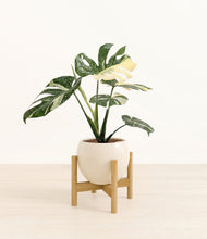 Load image into Gallery viewer, Shiny EggWhite stand:bamboo
