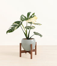 Load image into Gallery viewer, Deep Ocean stand:walnut
