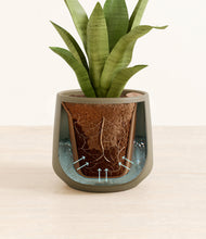Load image into Gallery viewer, Olive stand:all
