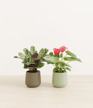 Load image into Gallery viewer, Evergreen*****Profile
