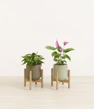 Load image into Gallery viewer, Evergreen stand:two_stands
