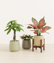 Load image into Gallery viewer, Earthy stand:one_stand
