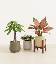 Load image into Gallery viewer, Woodland stand:one_stand

