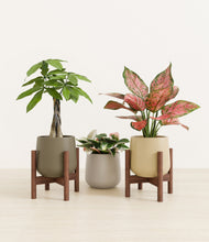 Load image into Gallery viewer, Woodland stand:two_stands
