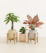 Load image into Gallery viewer, Sandy stand:two_stands
