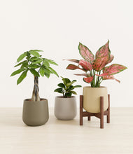 Load image into Gallery viewer, Woodland stand:one_stand
