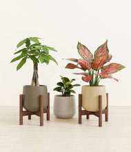 Load image into Gallery viewer, Woodland stand:two_stands
