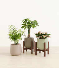 Load image into Gallery viewer, Earthy stand:two_stands
