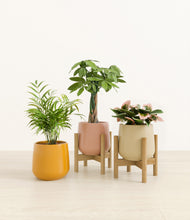 Load image into Gallery viewer, Evening Sky stand:two_stands
