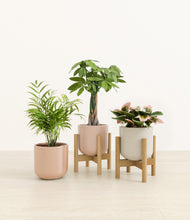 Load image into Gallery viewer, Peach Blossom stand:two_stands
