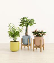 Load image into Gallery viewer, Pixie Petals stand:two_stands
