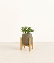 Load image into Gallery viewer, Olive stand:bamboo
