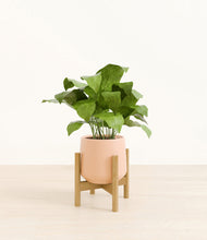 Load image into Gallery viewer, Gentle Pink stand:bamboo
