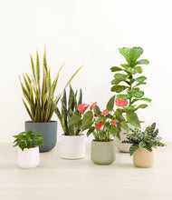 Load image into Gallery viewer, Soft Stone*****Profile
