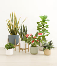 Load image into Gallery viewer, -
