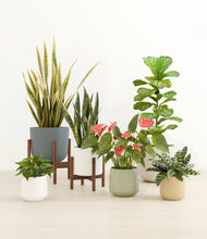 Load image into Gallery viewer, Soft Stone stand:two_stands
