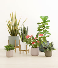 Load image into Gallery viewer, -
