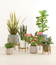 Load image into Gallery viewer, -
