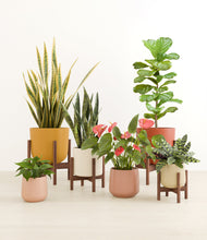 Load image into Gallery viewer, Evening Sky stand:two_stands
