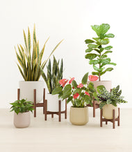 Load image into Gallery viewer, Misty Morning stand:four_stands
