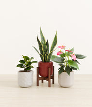 Load image into Gallery viewer, Winter Bloom stand:one_stand
