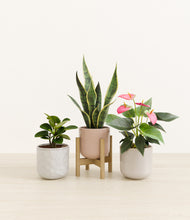 Load image into Gallery viewer, Winter Rose stand:one_stand
