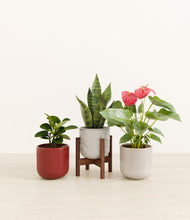 Load image into Gallery viewer, Winter Berry stand:one_stand
