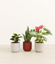 Load image into Gallery viewer, Winter Bloom*****Profile
