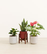 Load image into Gallery viewer, Winter Bloom stand:one_stand
