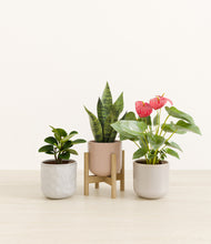 Load image into Gallery viewer, Winter Rose stand:one_stand

