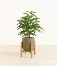 Load image into Gallery viewer, Olive stand:bamboo
