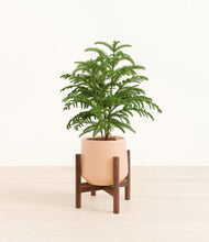Load image into Gallery viewer, Gentle Pink stand:walnut
