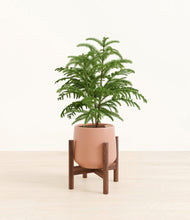 Load image into Gallery viewer, Calm Rose stand:walnut
