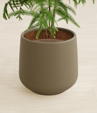 Load image into Gallery viewer, Olive stand:all
