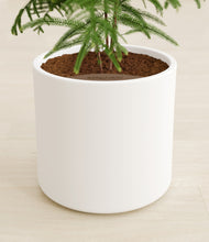 Load image into Gallery viewer, White stand:all
