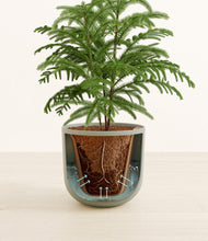 Load image into Gallery viewer, Sage Green stand:all
