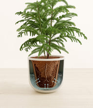 Load image into Gallery viewer, Natural Bamboo stand:all
