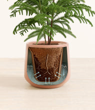 Load image into Gallery viewer, Calm Rose stand:all
