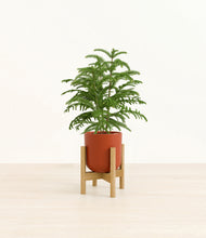 Load image into Gallery viewer, Earth Red stand:bamboo
