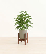 Load image into Gallery viewer, Sage Green stand:walnut
