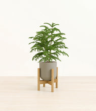 Load image into Gallery viewer, Sage Green stand:bamboo
